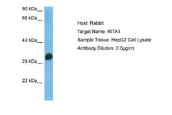 RITA Antibody, Novus Biologicals 100 &mu;L; Unconjugated:Antibodies, Polyclonal